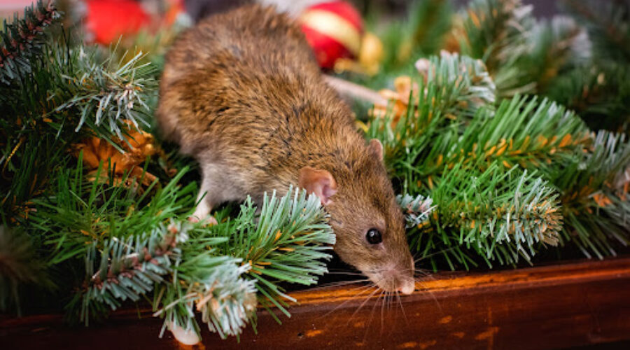 10 Holiday Treats and Traditions that Attract Pests
