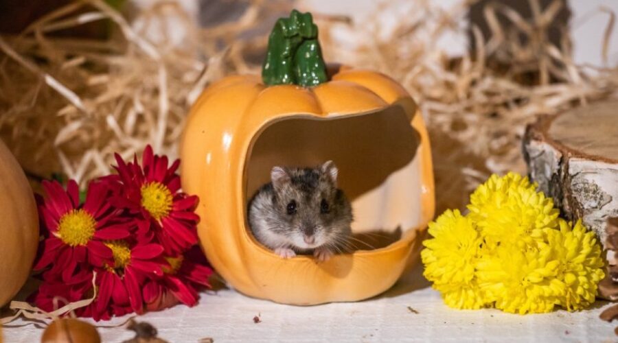 15 Best Fall Outdoor Decorations That Won’t Attract Pests