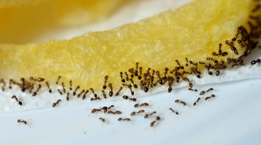 What Do Odorous House Ants Eat