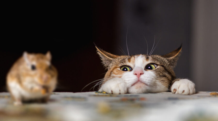 How to Get Rid of Mice in the House