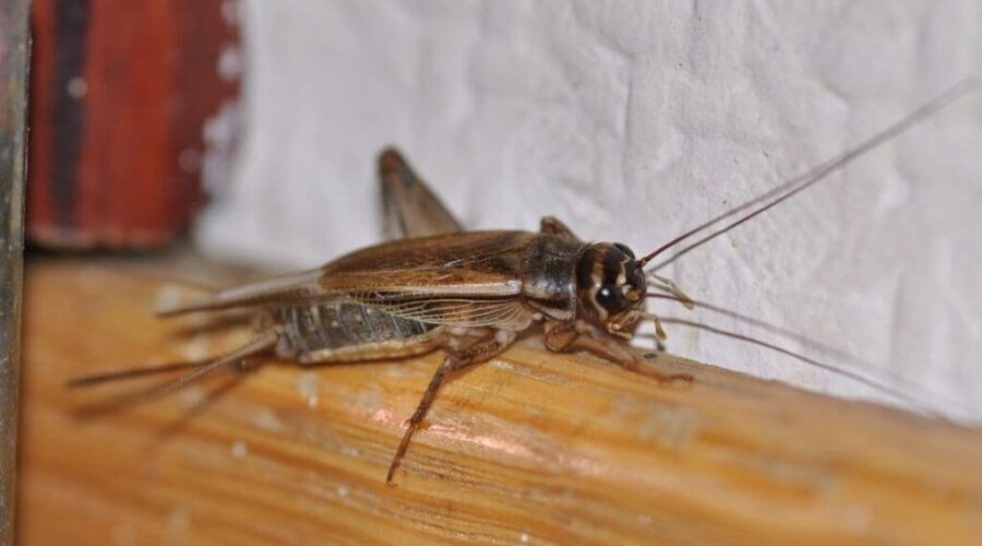 What Attracts Crickets and How to Keep Them Out