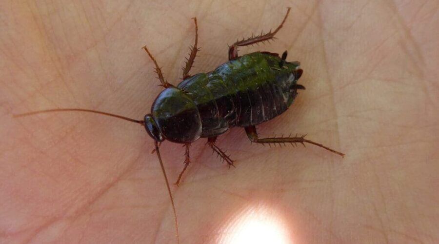 What Are Water Bugs? – MMPC