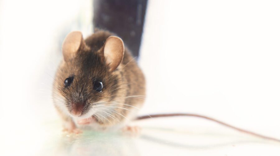 How Do Mice Get into Your House