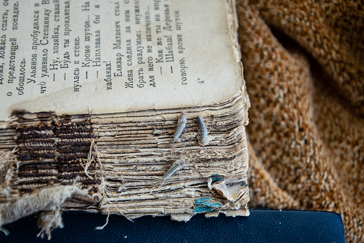 Three silverfish on the torn cover of an old book. Insect feeding on paper - silverfish. Pest books and newspapers.
