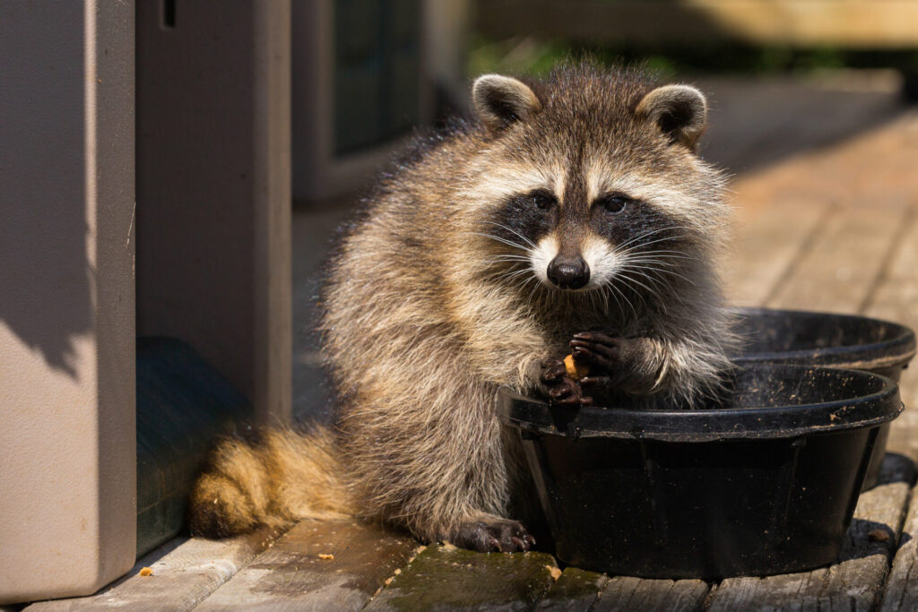 A raccoon sits on a wooden deck, holding a small piece of food with its paws. It is positioned next to a black container and a structure. Sunlight highlights the raccoon's fur, emphasizing its curious expression.