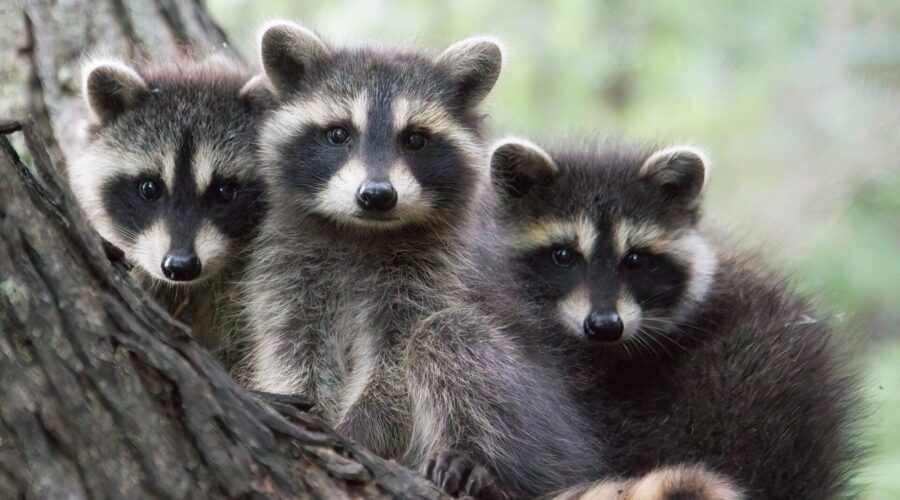 How to Keep Raccoons Away