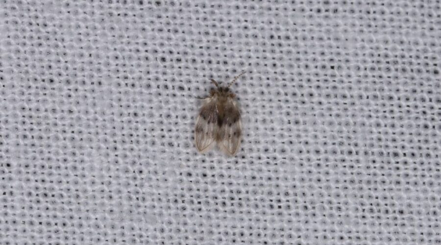 How to Get Rid of Drain Flies Using Home Remedies