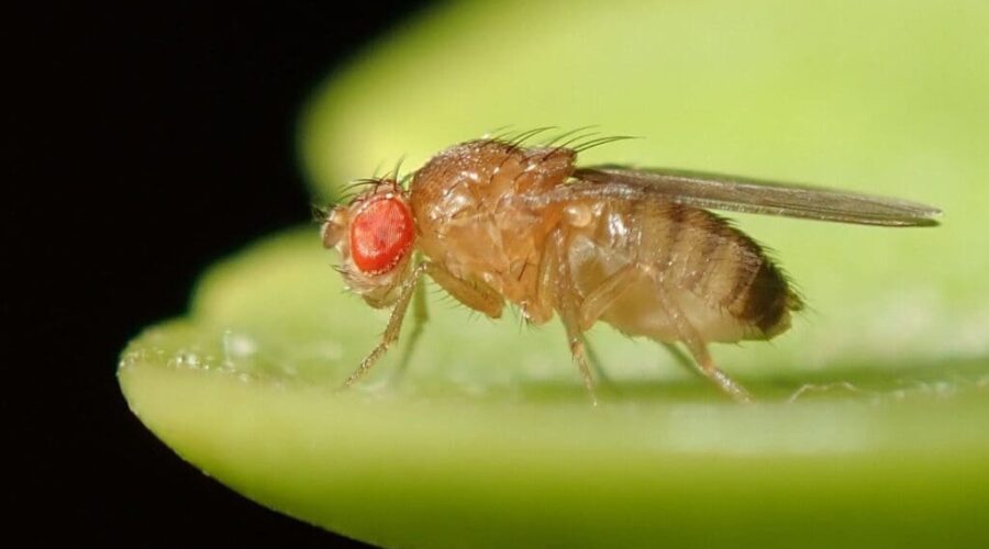 Eco-Friendly Ways to Get Rid of Fruit Flies