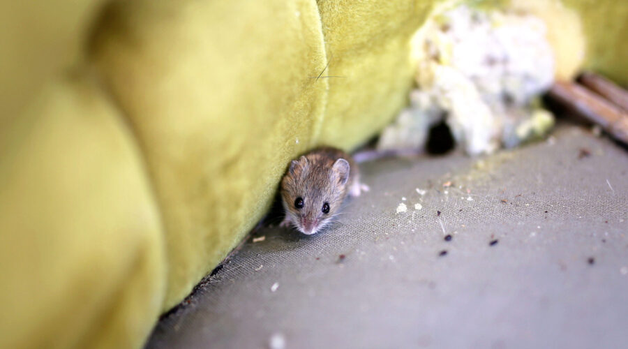 What Does a House Mouse Look Like