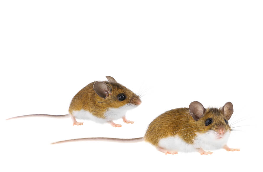 Two small brown and white mice with long tails are standing on a white background, gazing to the right. The mouse on the right is slightly larger and positioned closer to the camera.