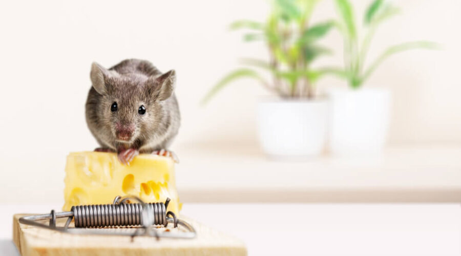 Deer Mice vs. House Mice: Key Differences and How to Identify Them 