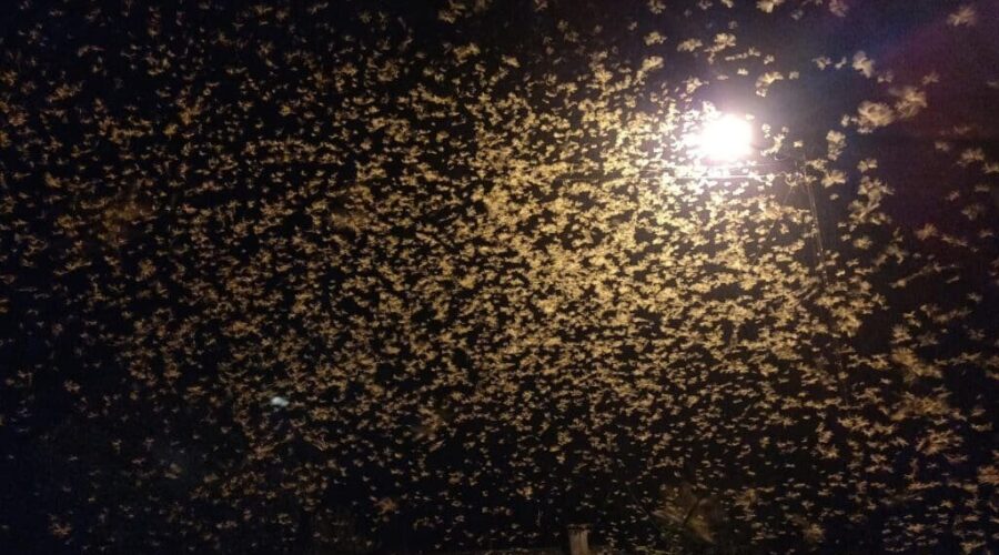 How to Handle Spring Swarmers