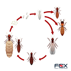 Superpowers make termites so hard to get rid of