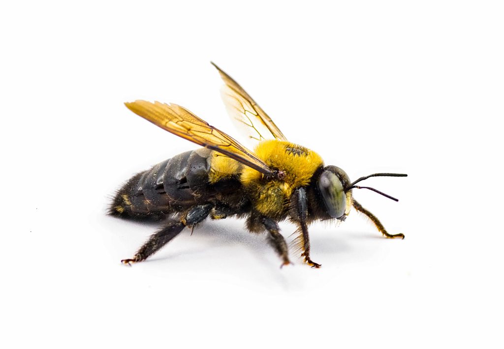 Male Eastern carpenter bee - Xylocopa virginica - side profile view. Isolated cutout on white background