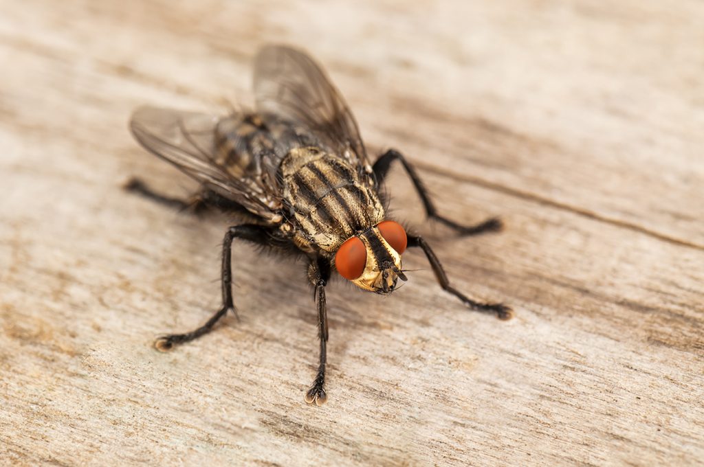 live house fly posing for the camera