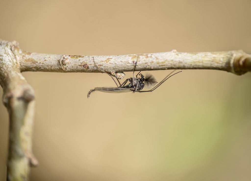 Adult Non-biting Midge of the Family Chironomidae under twig. Feathery antennae.