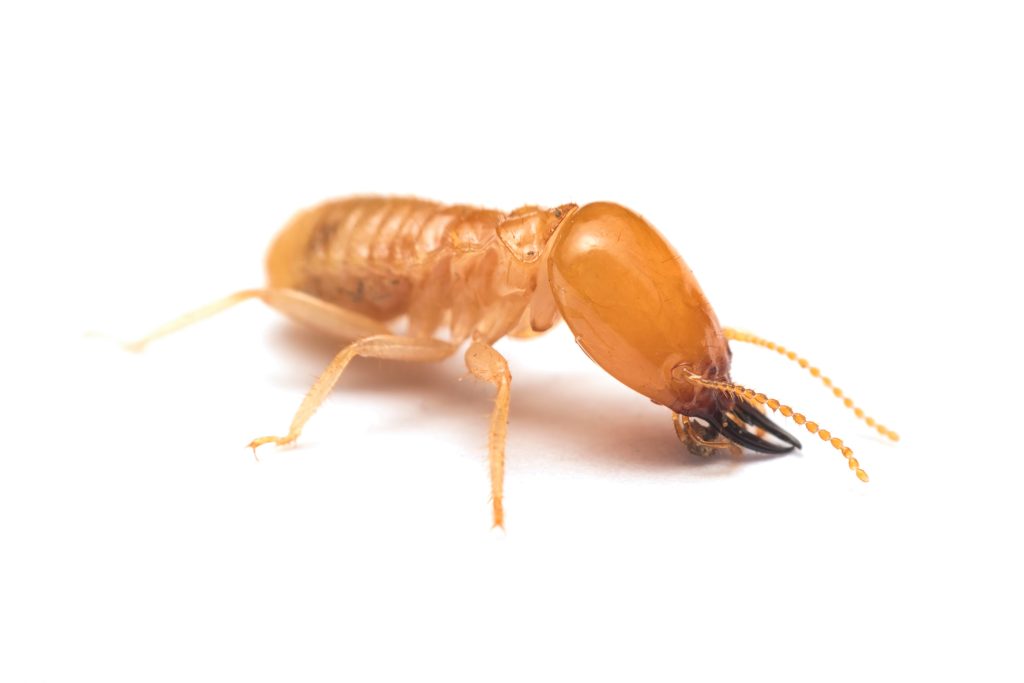 Soldier termite on white background