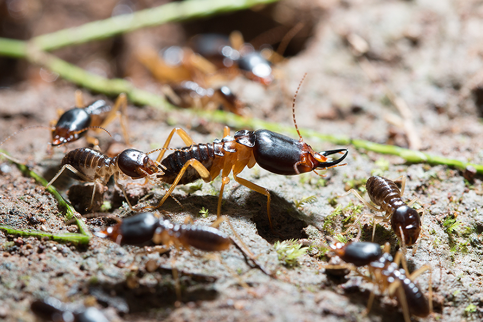 Soldier termites with worker termites on the forest floor in Saraburi thailand.
