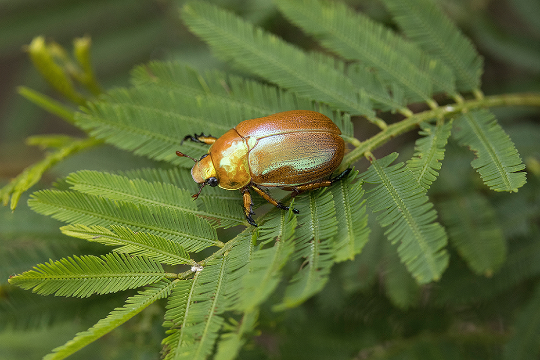 Australian Christmas beetle on wattle leaves
