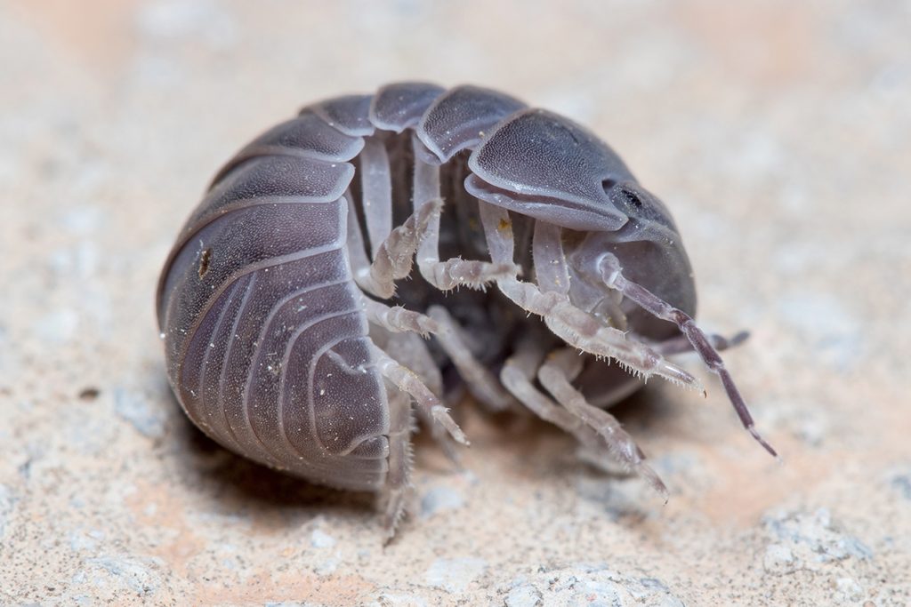 Roly poly bug, Armadillidium vulgare, trying to get on his feet again. High quality photo