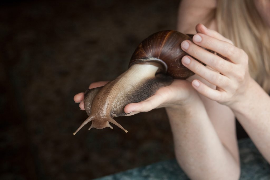 A large adult Achatina snail for cosmetic and medical procedures for skin regeneration, rejuvenation, lies on a woman’s hand. Image for beauty and cosmetology salons.