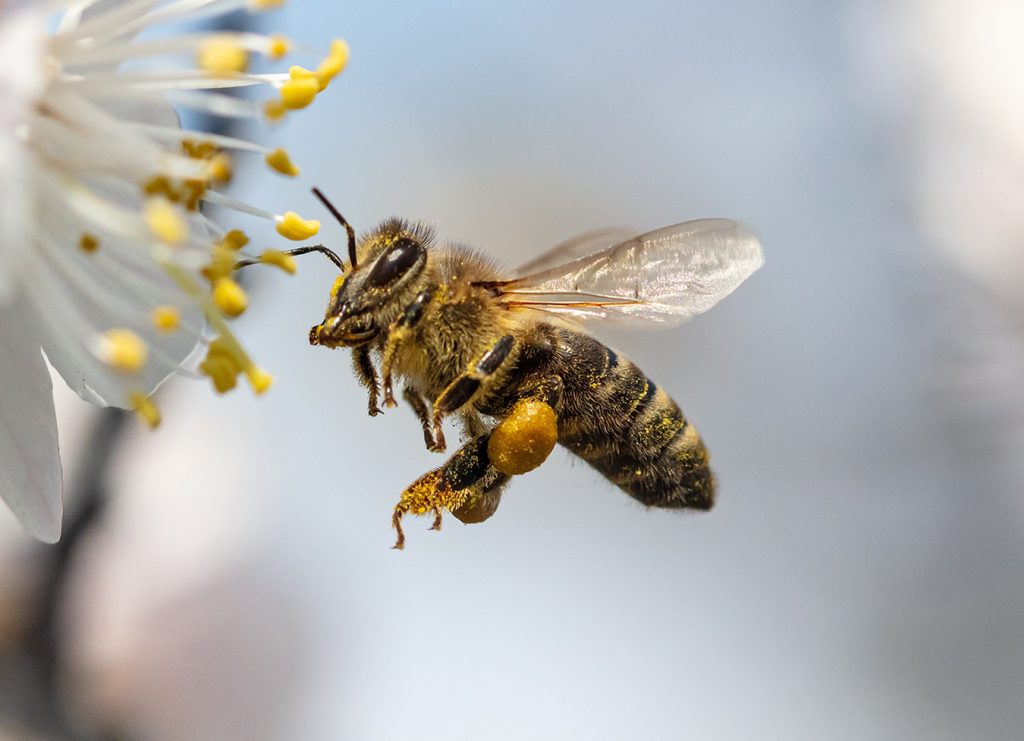 A bee collects honey from a flower in nature.