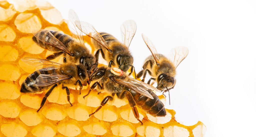 the queen (apis mellifera) marked with dot and bee workers around her - bee colony life