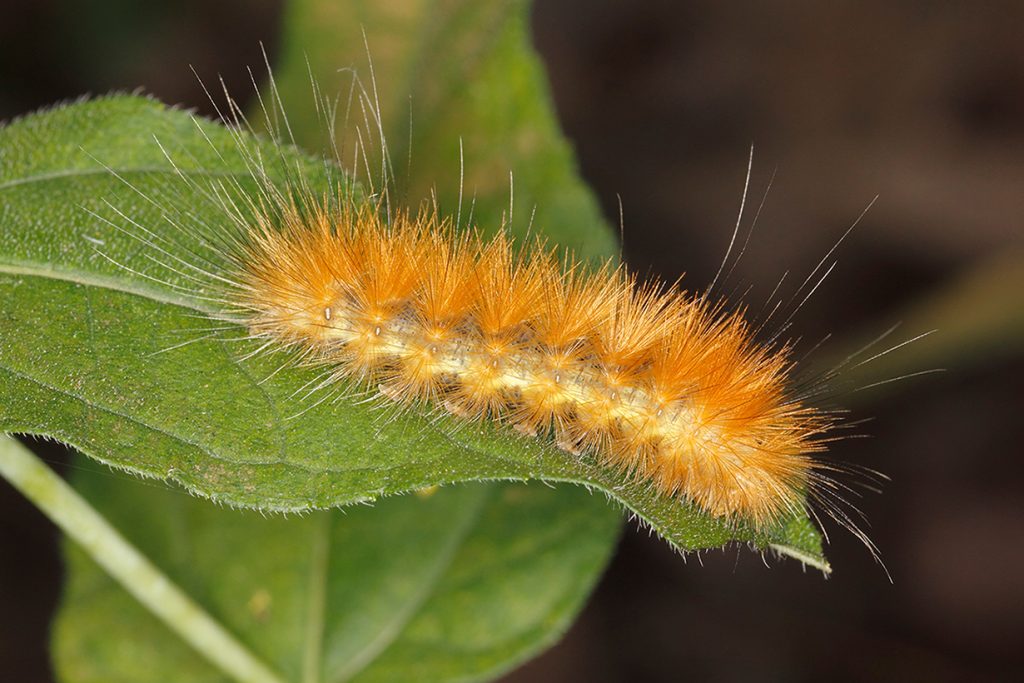 Yellow Bear Caterpillar or Virginian Tiger Moth Larva - Ontario, Canada