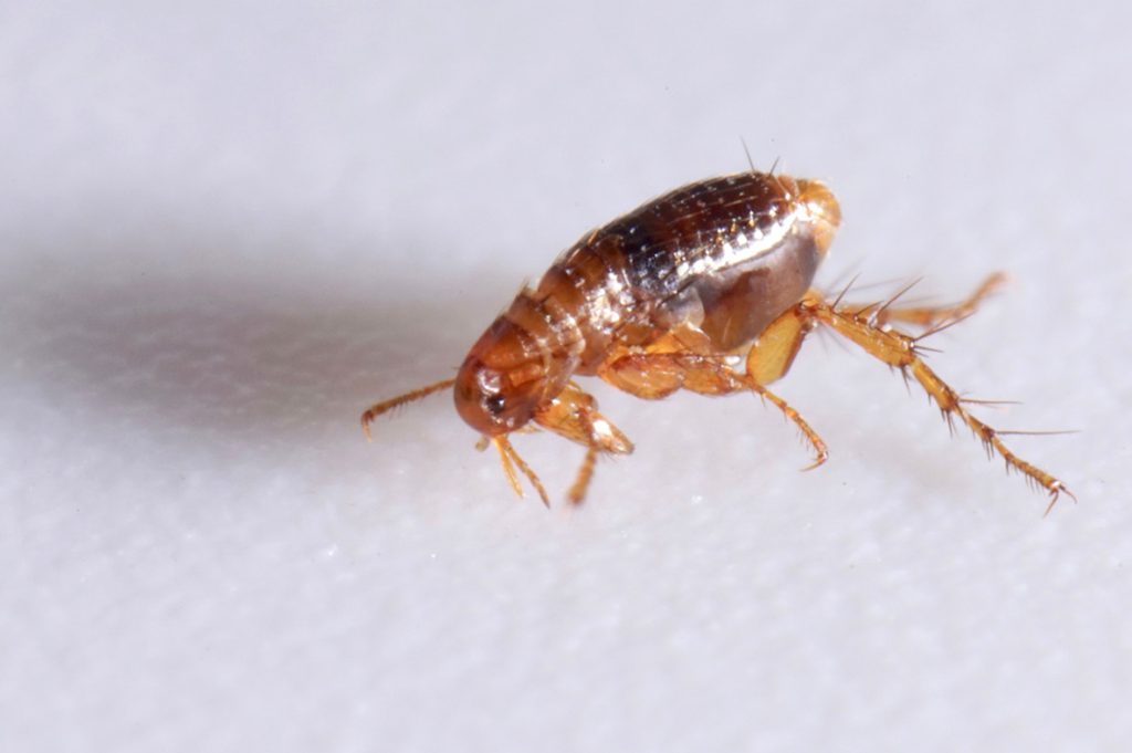 Flea Image - Close Up on "How to get rid of fleas" Page