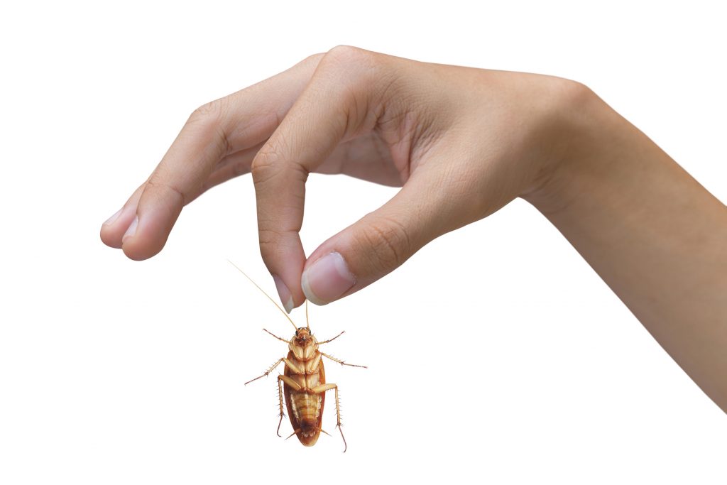 getting rid of cockroaches