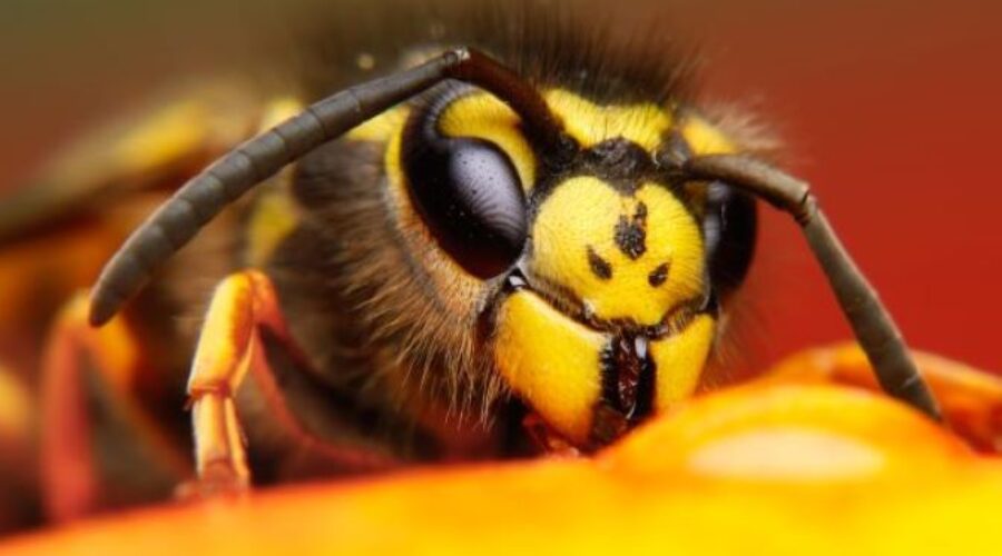5 Fascinating Wasp Facts