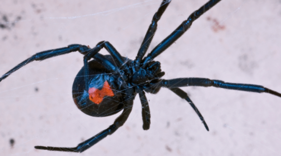 5 Venomous Spiders in Massachusetts this Winter