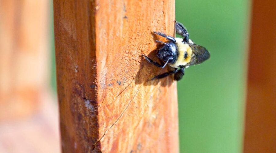 7 Ways Carpenter Bees Damage Your Home