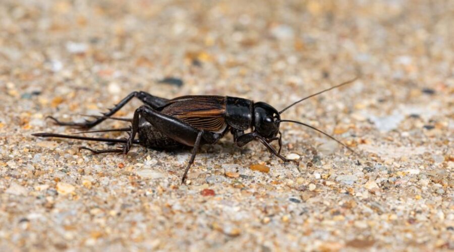Are Crickets Hiding In Your Walls?