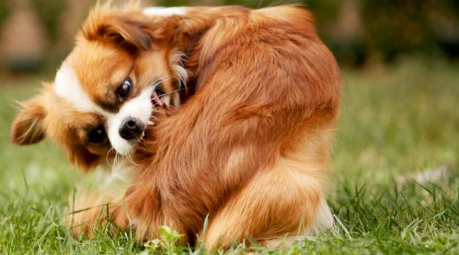 Best Pest Control Options for Pets