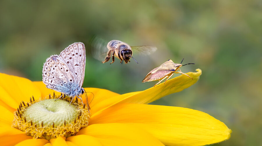 Blooming Spring, Booming Bugs
