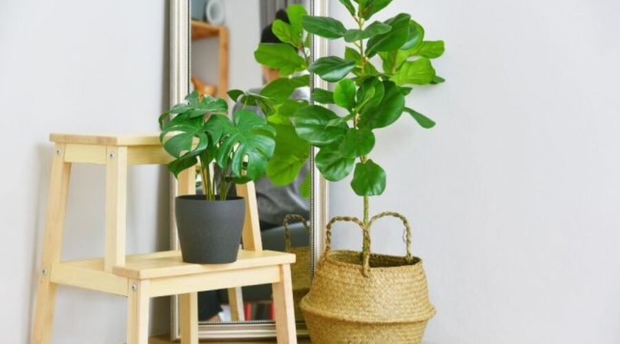 Bringing Your Houseplants Inside for Fall