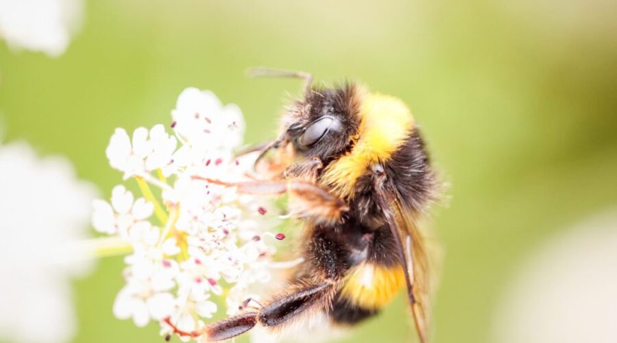 Carpenter Bee vs. Bumble bee: What’s the Difference?