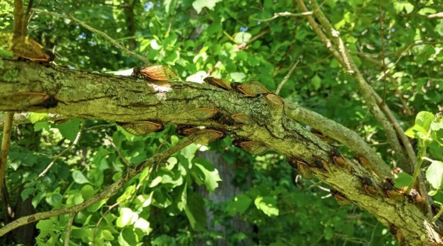 Cicada Brood XIV: What is It?
