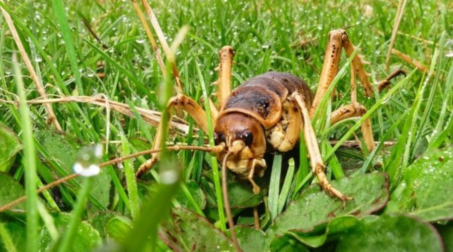 Cool Bug Facts for Kids