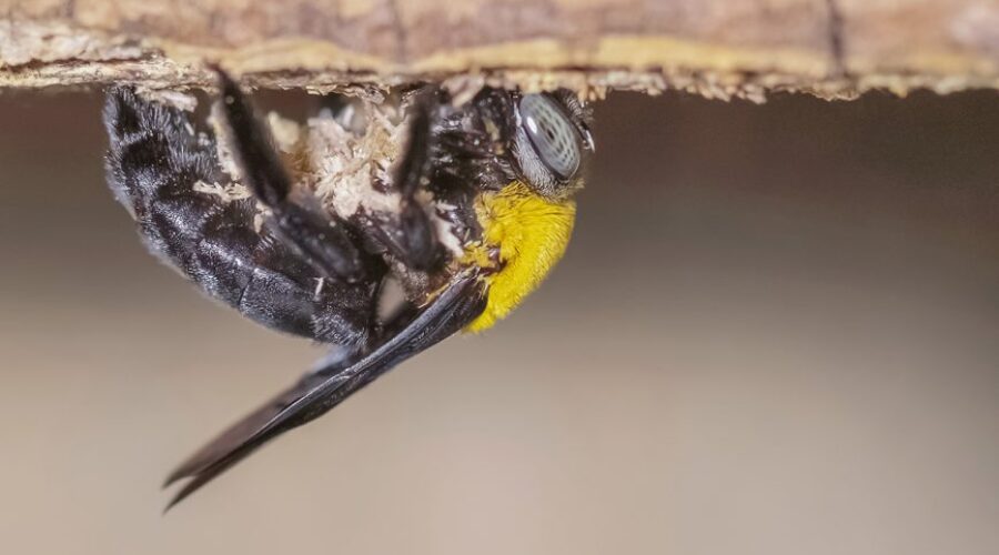 Crafty Carpenter Bees