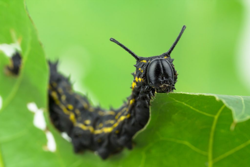 Close-up of striped oakworm eating oak leaf. Anisota Peigleri