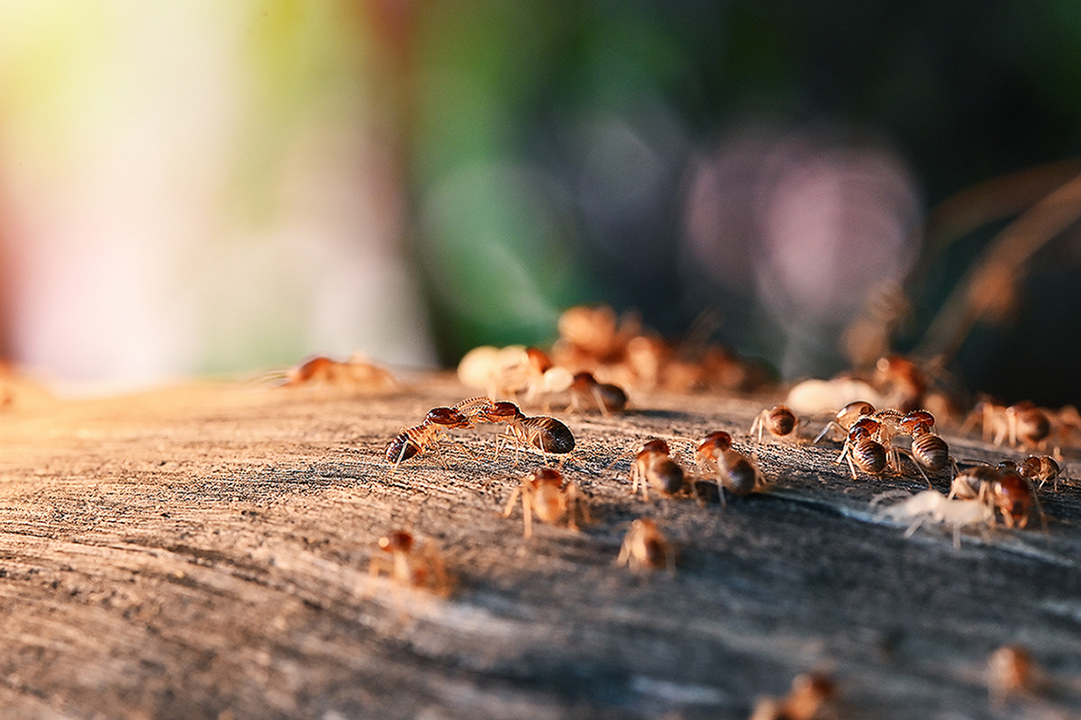 Colony Of Termite, Termites eat wood, termites that come out to the surface after the rain fell. termite colonies mostly live below the surface of the land.