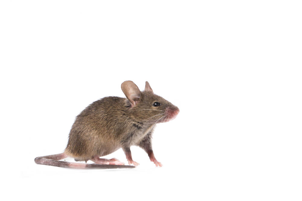 A small brown mouse with a long tail and large ears stands on a white background. Its fur is slightly textured and it appears to be looking to the right.