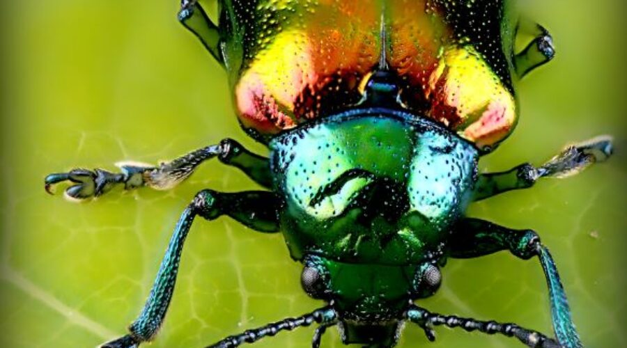 Did You Know Beetles Survive the Winter?