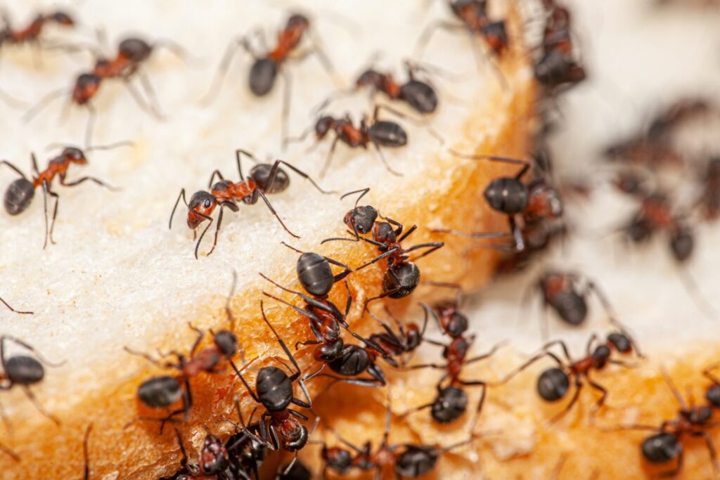 A closeup view of ants, one of the pests active in winter, crawling on slices of bread