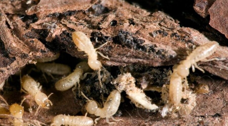 Fox’s Choice For Termite Control