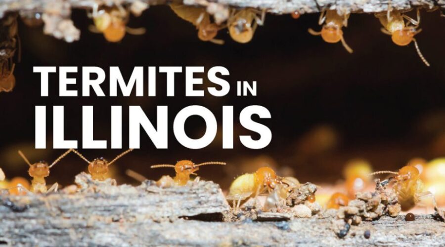 How Common Are Termites in Chicago?