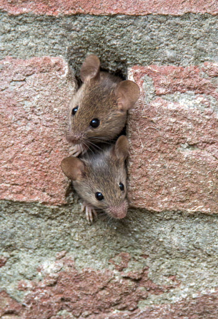 Two mice peeking out from a small hole in a brick wall. The wall has a rough texture, and the mice are close together, both showing their heads and front paws.