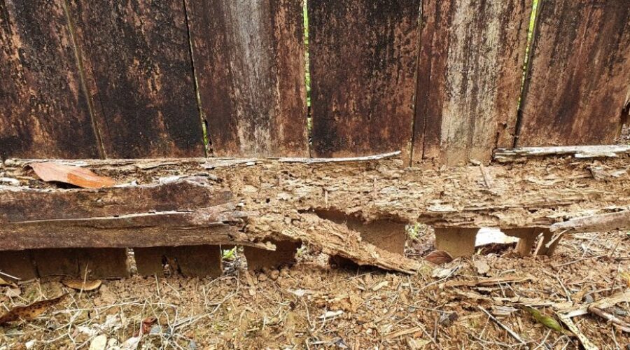 How Hard Is It to Get Rid of Termites?